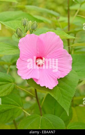 Swamp rosemallow (Hibiscus moscheutos) Banque D'Images