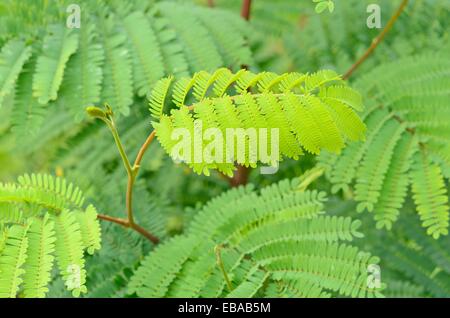 Cap Leeuwin wattle (paraserianthes albizia lophantha lophantha syn.) Banque D'Images