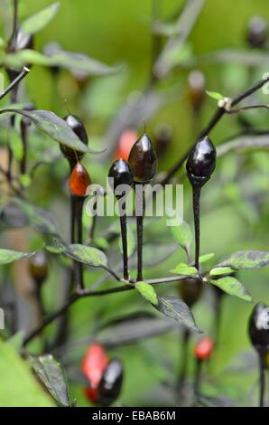 Le piment (Capsicum annuum var. nigrum 'Black Prince') Banque D'Images