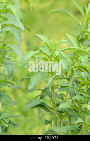 Sweet Leaf du Paraguay (Stevia rebaudiana) Banque D'Images