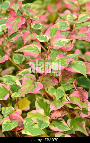 La plante caméléon (houttuynia cordata 'chameleon' syn. houttuynia cordata 'Variegata') Banque D'Images