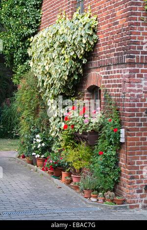 Le lierre (Hedera colchica 'dentata variegata') et (pélargonium pelargonium) en face d'un mur de briques Banque D'Images