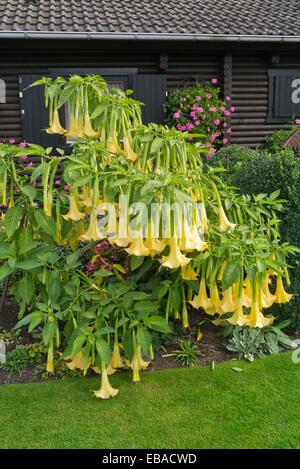 Angel's Trumpet (anges) Banque D'Images