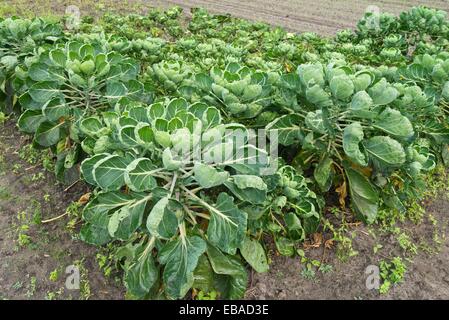 Chou de Bruxelles (Brassica oleracea var. gemmifera) Banque D'Images