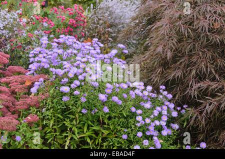 Orpine (Sedum telephium syn. hylotelephium telephium), l'Aster (Aster) et l'érable japonais (Acer palmatum) Banque D'Images