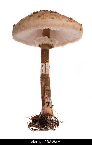 Coulemelle. Les champignons agaric de la division Basidiomycota. Banque D'Images