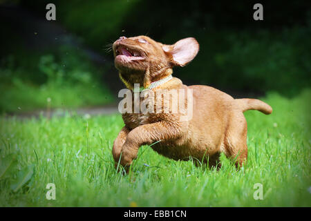 Dogue de Bordeaux puppy s'amusant d'essayer d'attraper les mouches Banque D'Images