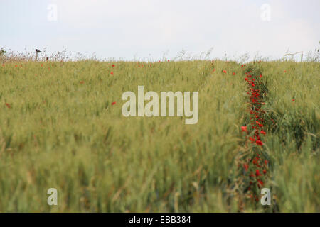 Les coquelicots sont de plus en plus un champ de blé dans la baie du Mont-Saint-Michel (France). Banque D'Images