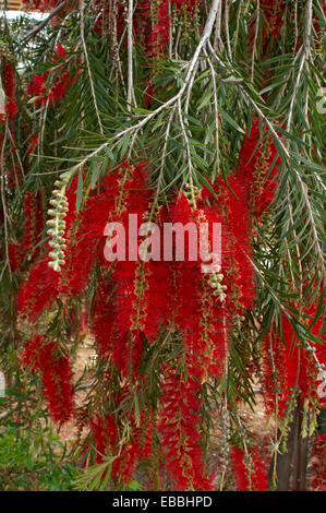 Close up coloré Callistemon citrinus d'affichage Banque D'Images