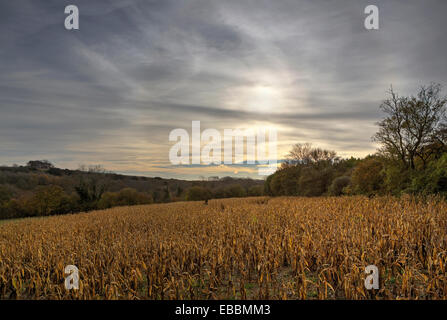 Au début de l'automne ciel du matin sur un champ de maïs ou de maïs dans la région de West Sussex Banque D'Images