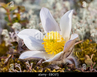 Printemps pasqueflower Banque D'Images