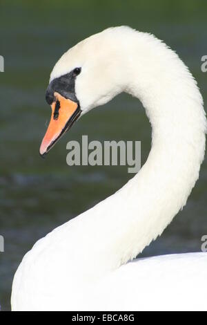 Cygne muet cou incurvé Banque D'Images