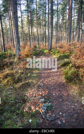 Torbreck Forest près d'Inverness dans les Highlands d'Ecosse. Banque D'Images