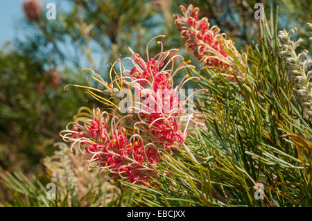 Grevillea Miel Gem à Monjingup Lake Nature Reserve, WA, Australie Banque D'Images