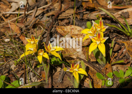 Caladenia flava, coucou bleu Orchid à Monjingup Réserver, WA, Australie Banque D'Images