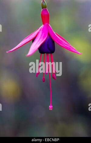 Fuchsia en fleurs, Kent, Royaume-Uni, l'automne. Banque D'Images