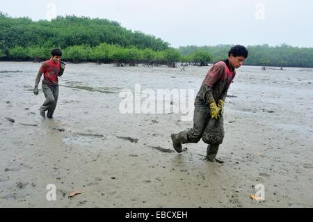 Les ramasseurs de coquillages noir - mangroves dans PUERTO PIZARRO . Ministère de Tumbes .PÉROU Banque D'Images