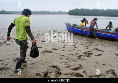 Les ramasseurs de coquillages noir - mangroves dans PUERTO PIZARRO . Ministère de Tumbes .PÉROU Banque D'Images