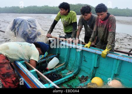 Les ramasseurs de coquillages noir - mangroves dans PUERTO PIZARRO . Ministère de Tumbes .PÉROU Banque D'Images