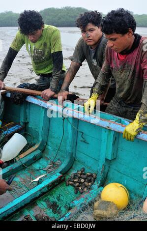 Les ramasseurs de coquillages noir - mangroves dans PUERTO PIZARRO . Ministère de Tumbes .PÉROU Banque D'Images