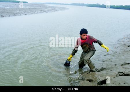 Les ramasseurs de coquillages noir - mangroves dans PUERTO PIZARRO . Ministère de Tumbes .PÉROU Banque D'Images