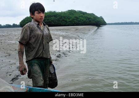 Les ramasseurs de coquillages noir - mangroves dans PUERTO PIZARRO . Ministère de Tumbes .PÉROU Banque D'Images