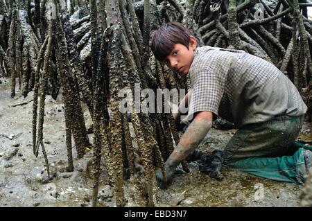 Les ramasseurs de coquillages noir - mangroves dans PUERTO PIZARRO . Ministère de Tumbes .PÉROU Banque D'Images