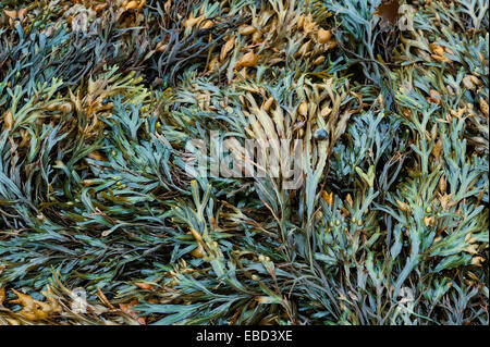 Les algues, l'Ascophyllum nodosum, Maine, USA Banque D'Images