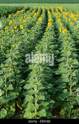 Champ de tournesol, Helianthus annuus Banque D'Images