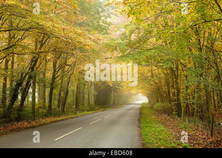 Route à travers les bois d'automne brumeux Banque D'Images