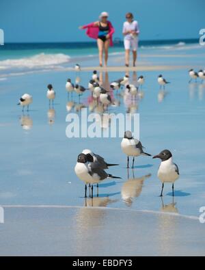 Deux femmes à pied le long d'une plage de sable blanc parfaite alors que les mouettes sont à l'avant-plan Banque D'Images