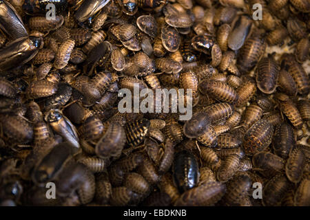 Buenos Aires, Argentine. 28 Nov, 2014. Les blattes sont vus à l'intérieur d'un conteneur dans l'écloserie d'insectes de biologiste Daniel Caporaletti, à Buenos Aires, capitale de l'Argentine, le 28 novembre 2014. L'écloserie fonctionne comme un fournisseur de nourriture vivante pour reptiles, oiseaux, poissons et autres animaux insectivores. Daniel Caporaletti travaille actuellement sur un projet de reproduction des insectes pour la consommation humaine. © Martin Zabala/Xinhua/Alamy Live News Banque D'Images