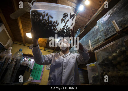 Buenos Aires, Argentine. 28 Nov, 2014. Matias Olmos, étudiant de sciences biologiques, se déplace une boîte avec des cafards dans l'écloserie d'insectes de biologiste Daniel Caporaletti, à Buenos Aires, capitale de l'Argentine, le 28 novembre 2014. L'écloserie fonctionne comme un fournisseur de nourriture vivante pour reptiles, oiseaux, poissons et autres animaux insectivores. Daniel Caporaletti travaille actuellement sur un projet de reproduction des insectes pour la consommation humaine. © Martin Zabala/Xinhua/Alamy Live News Banque D'Images