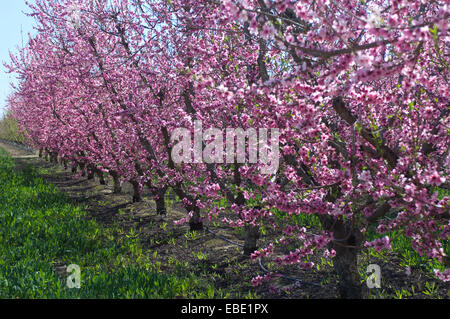 Fleurs de prunier au printemps sur la route ornent CA I-5 près de Bakersfield. Banque D'Images