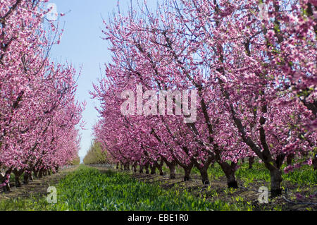 Fleurs de prunier au printemps sur la route ornent CA I-5 près de Bakersfield. Banque D'Images