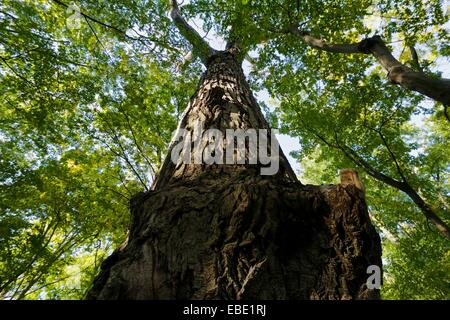 Arbre à feuilles deltoïdes massifs. Thatcher Woods Forest Preserve, le comté de Cook, en Illinois. Banque D'Images