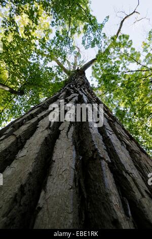 Arbre à feuilles deltoïdes massifs. Thatcher Woods Forest Preserve, le comté de Cook, en Illinois. Banque D'Images