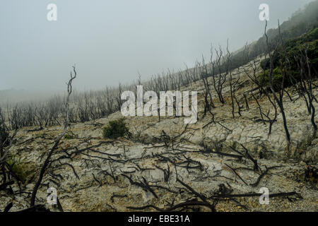 Arbres morts près du cratère du Mont Papandayan, Indonésie. Banque D'Images