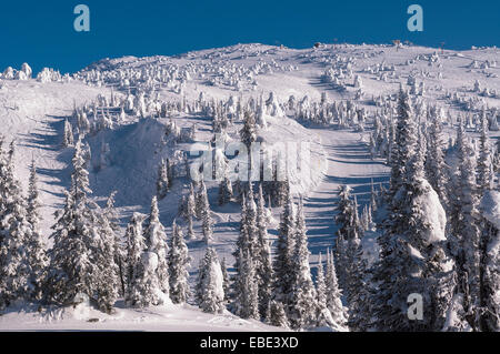 Arbres couverts de neige, Big White Mountain, Kelowna, Colombie-Britannique, Canada Banque D'Images