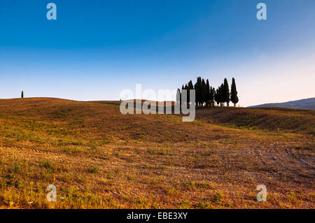 Vue panoramique du domaine et de cyprès sur la colline, Val d'Orcia, Province de Sienne, Toscane, Italie Banque D'Images