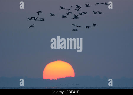 Grues cendrées (Grus grus) Volant en formation au lever du soleil, Zingst, la lagune Barther Bodden, Darss, Fischland-Darss-Zingst, Allemagne Banque D'Images