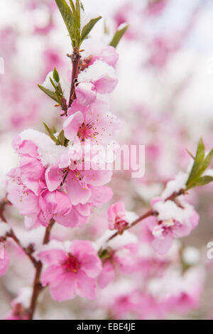 Close-up of Peach Blossoms couvertes de neige au printemps, USA Banque D'Images