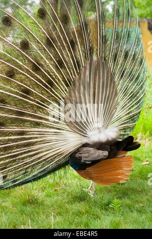 Vue arrière de paon indien Plumage Afficher Banque D'Images