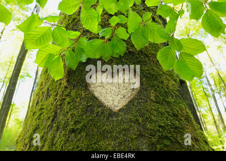 Coeur sculpté en hêtre européen (Fagus sylvatica) Tronc d'arbre, Odenwald, Hesse, Allemagne Banque D'Images
