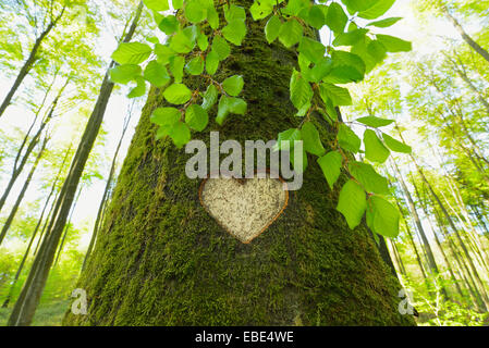 Coeur sculpté en hêtre européen (Fagus sylvatica) Tronc d'arbre, Odenwald, Hesse, Allemagne Banque D'Images
