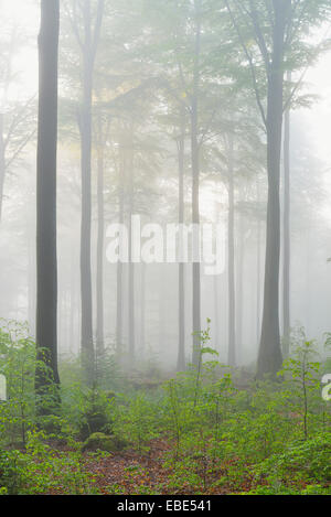 Hêtre européen (Fagus sylvatica) Forest in Morning Mist au printemps, Spessart, Bavaria, Germany Banque D'Images
