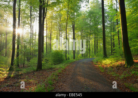 Rayons en hêtre européen (Fagus sylvatica) Forest, Spessart, Bavaria, Germany Banque D'Images