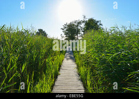 Wooden Path par Cannes avec Sun, Darsser Ort, Prerow, Darss, Fischland-Darss-Zingst, mer Baltique, Bade-Wurtemberg, Allemagne Banque D'Images