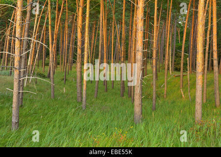 La forêt côtière avec des pins, Darss West Beach,,, Darss Zingst Fischland-Darss-Zingst, mer Baltique, Bade-Wurtemberg, Allemagne Banque D'Images