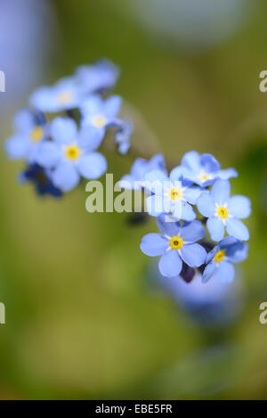 Close-up of Wood forget-me-not (Myosotis sylvatica) Fleurs dans la prairie au printemps, Bavière, Allemagne Banque D'Images